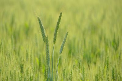 Close-up of wheat growing on field