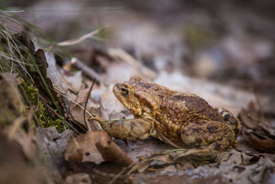 A beautiful toad in spring on the ground in forest