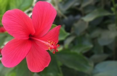 Close-up of red flower