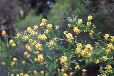 Close-up of yellow flowering plant