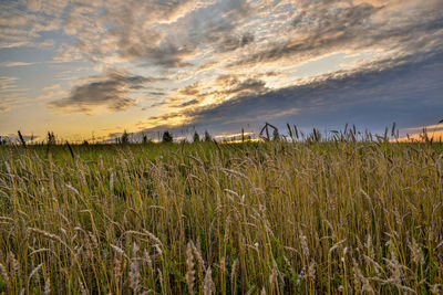 Crops growing on field against sky during sunset