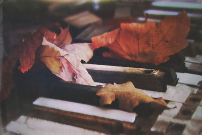 Close-up of autumn leaves