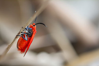 Close-up of ladybug on twig