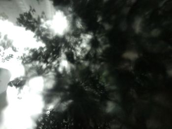 Low angle view of trees against sky