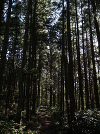 Trees in forest