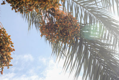 Low angle view of palm tree against sky