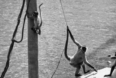 Monkey hanging on clothesline at zoo