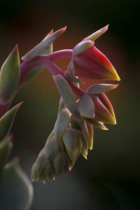 Close-up of flowers