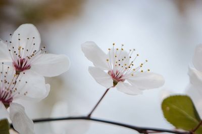 Close-up of white cherry blossoms