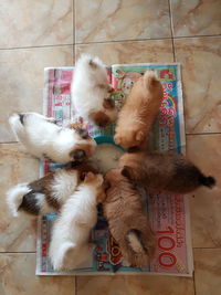 High angle view of dogs relaxing on tiled floor