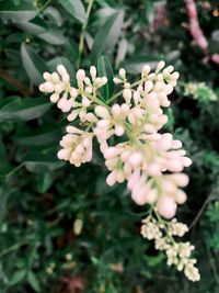 Close-up of flowers blooming outdoors