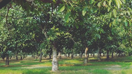 Trees in park