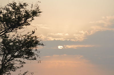 Low angle view of trees against cloudy sky