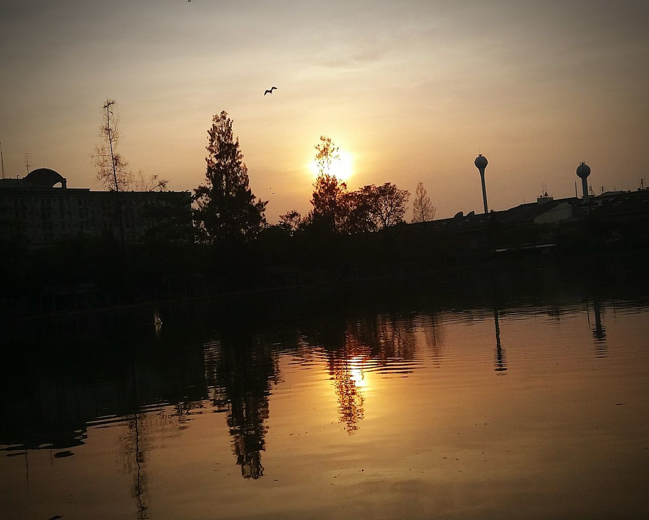 bird, water, sunset, reflection, silhouette, lake, animal themes, wildlife, animals in the wild, tranquil scene, tranquility, sky, scenics, waterfront, beauty in nature, nature, flock of birds, tree, flying