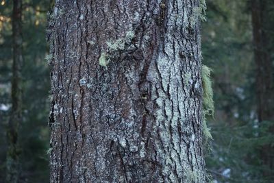 Close-up of tree trunk