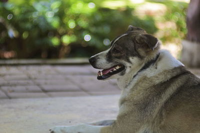 Close-up of a dog looking away