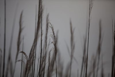 Close-up of stalks against blurred background