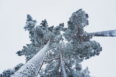 Low angle view of snow covered tree against sky