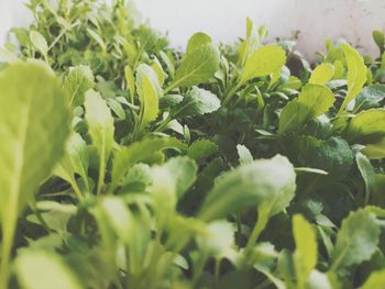 Close-up of fresh green plants