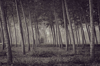 Trees in forest