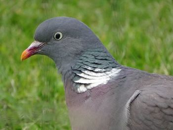 Close-up of bird on land