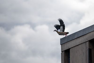 Low angle view of eagle flying against sky