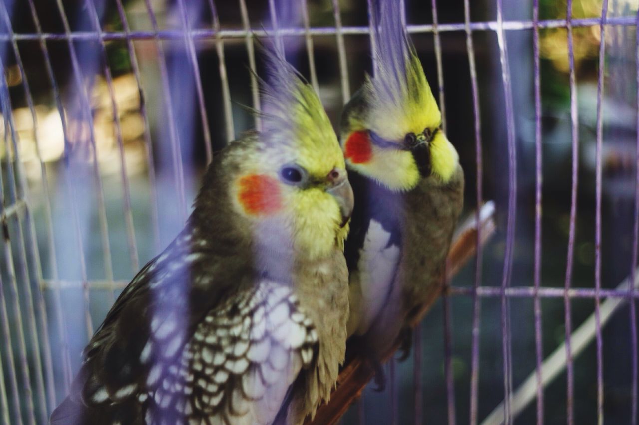 bird, animal themes, animals in captivity, cage, no people, close-up, pets, day, nature, outdoors