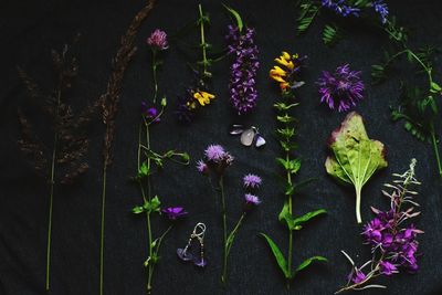 Close-up of purple flowers blooming outdoors