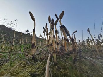 Low angle view of cactus plants on field against sky