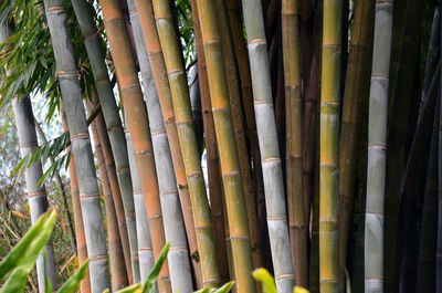 Full frame shot of bamboo trees