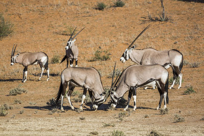 Side view of horses on street