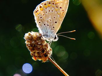 Close-up of butterfly on plant