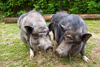Two mini potbellied pig