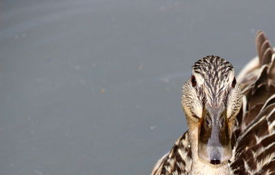 Close-up of bird swimming in lake