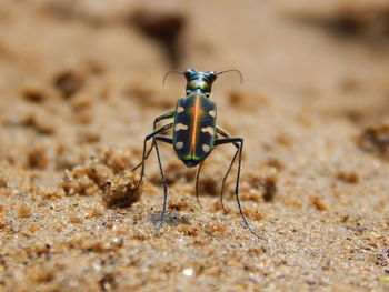 Close-up of insect on leaf