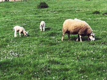 Sheep grazing on field