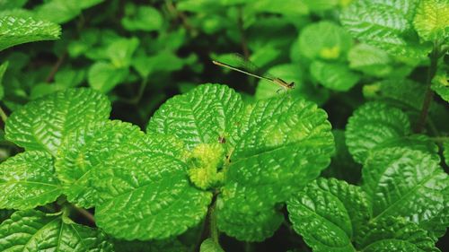 Close-up of insect on leaves