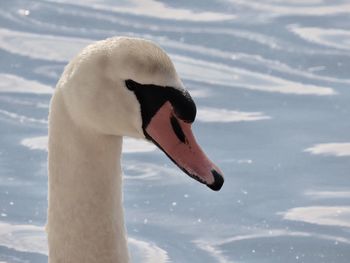 Close-up portrait of a mute swan