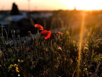 Close-up of red flowering plant on field against sky