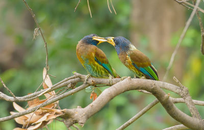 Close-up of bird perching on branch