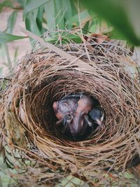 High angle view of bird in nest