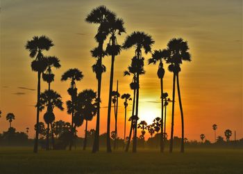 Silhouette trees on field against sky during sunset