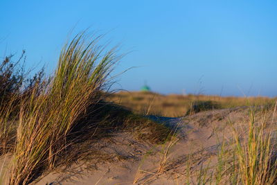 Plants growing on land against clear blue sky