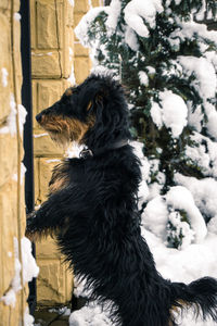 Close-up of dog during winter