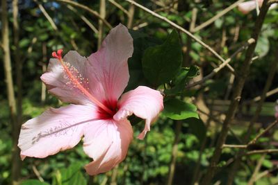 Close-up of hibiscus flower