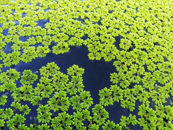 Plants growing outdoors