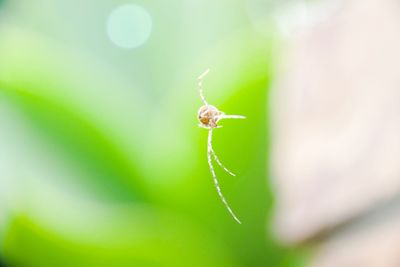 Close-up of a spider in its web