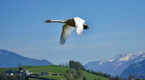 Low angle view of bird flying against sky