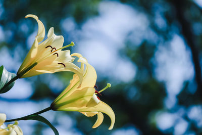 Close-up of yellow flowers blooming outdoors