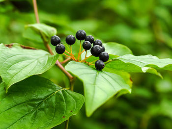 Close-up of blackberries growing on plant